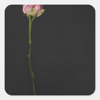ROSA ROS 3 FYRKANTIGT KLISTERMÄRKE