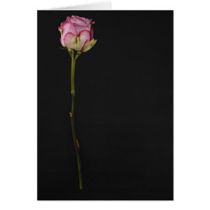 Rosa ros 3 hälsningskort