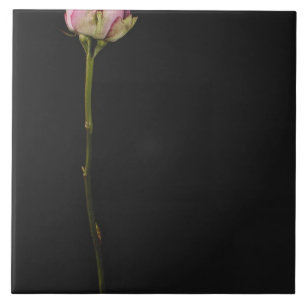 Rosa ros 3 kakelplatta