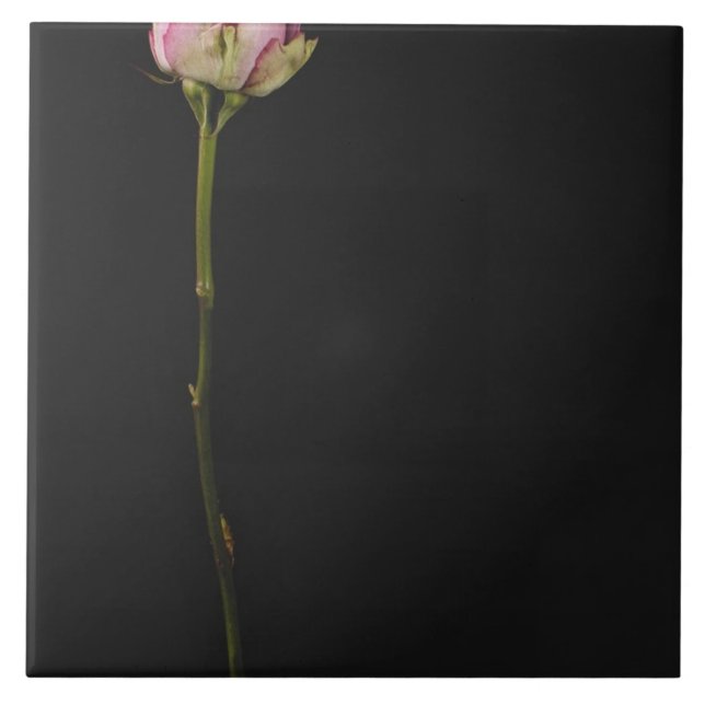 Rosa ros 3 kakelplatta (Framsidan)