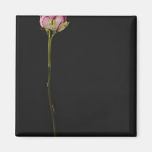 Rosa ros 3 magnet