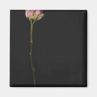ROSA ROS 3 MAGNET