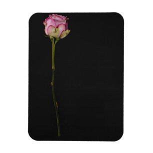 Rosa ros 3 magnet