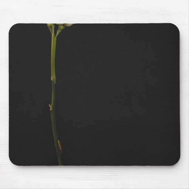 Rosa ros 3 musmatta (Framsidan)