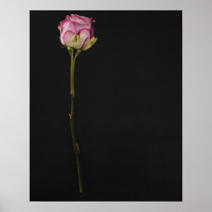ROSA ROS 3 POSTER
