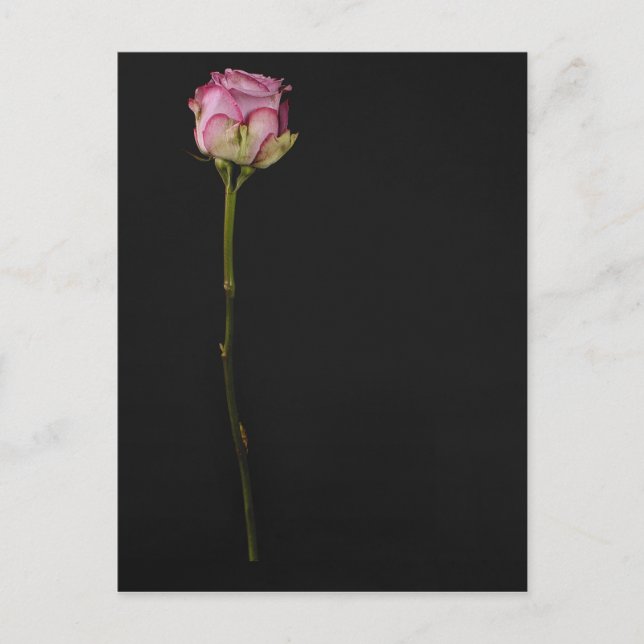 ROSA ROS 3 VYKORT (Framsida)