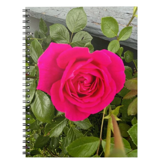 ROSA ROS 4 ANTECKNINGSBOK (Framsidan)
