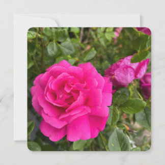 Rosa Ros #6 Tack Kort