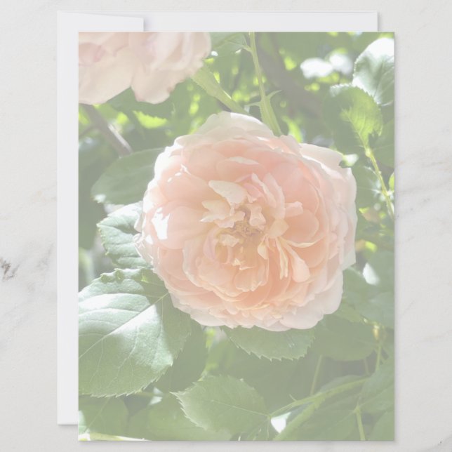 Rosa ros 8,5 x 11 Papper (Framsida)