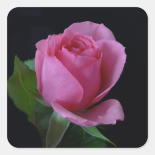 Rosa ros AH2011 Fyrkantigt Klistermärke