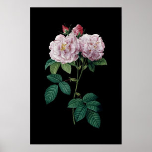 Rosa ros av Redoute den svart bakgrundsaffischen Poster