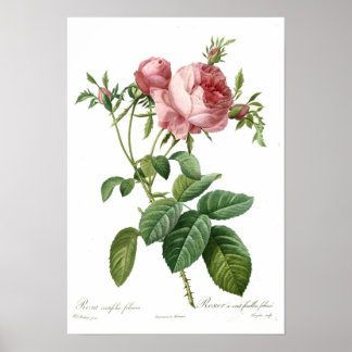 Rosa ros av Redoute Poster