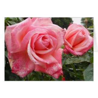 Rosa ros Belfast botanisk trädgård, NI Hälsningskort