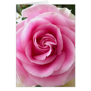 Rosa ros Beresh Hälsningskort