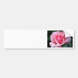 Rosa ros bildekal