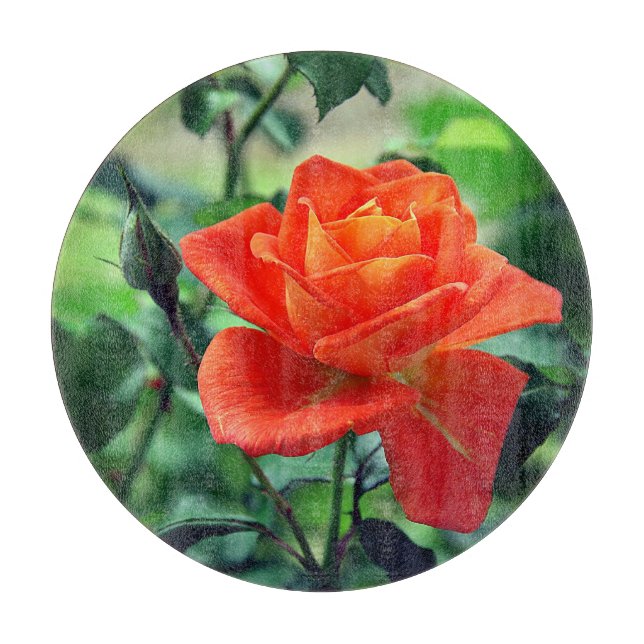 Rosa ros blomma-46458 (Framsidan)