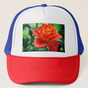 Rosa ros blomma-46458 keps