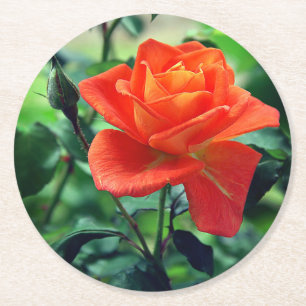 Rosa ros blomma-46458 underlägg papper rund