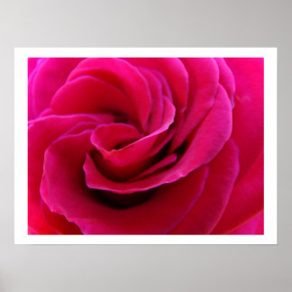 Rosa ros blomma blomster konsttryck rosor poster