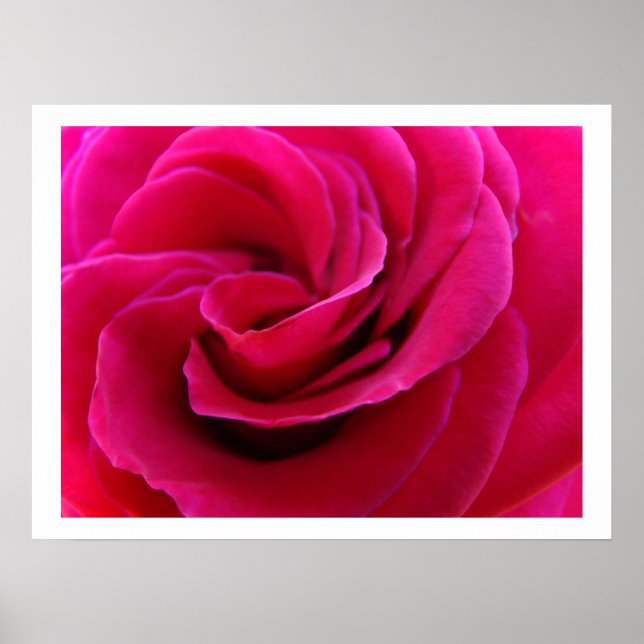 Rosa ros blomma blomster konsttryck rosor poster (Framsidan)