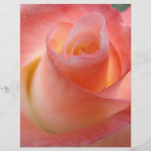 Rosa ros blomma flygblad papper tema Rosor