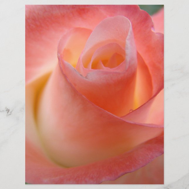Rosa ros blomma flygblad papper tema Rosor (Framsidan)