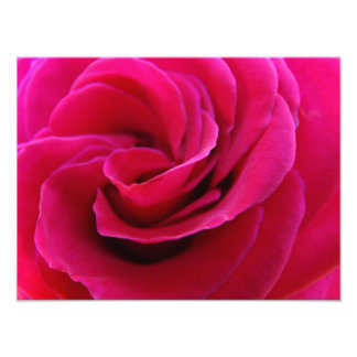 Rosa ros blomma fotografering konsttryck fototryck