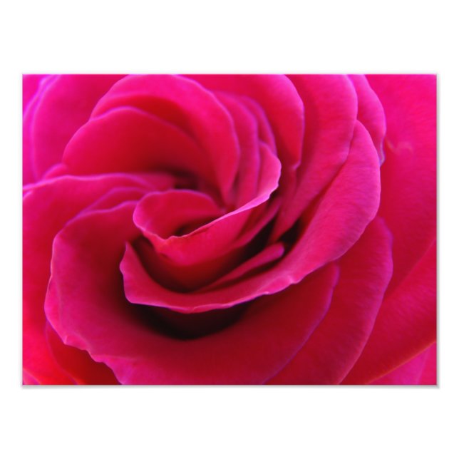 Rosa ros blomma fotografering konsttryck fototryck (Framsidan)