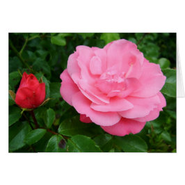 rosa ros blomma hälsningskort