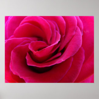 Rosa ros blomma konsttryck giclee Fin konst Poster