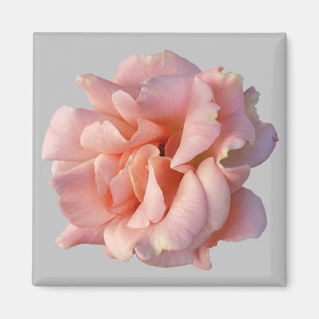 rosa ros-blomma magnet (Framsidan)