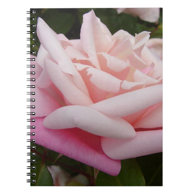 Rosa ros blomma vacker trädgård blomster trädgård anteckningsbok (Framsidan)