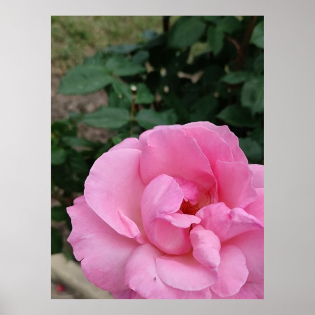 Rosa ros-blomman poster (Framsidan)