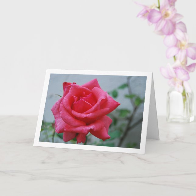 Rosa ros blommig porträtt kort (Orkide)