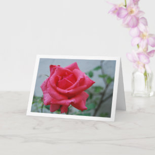 Rosa ros blommig porträtt kort