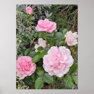 Rosa ros blommor blommande trädgård Radox bukett Poster