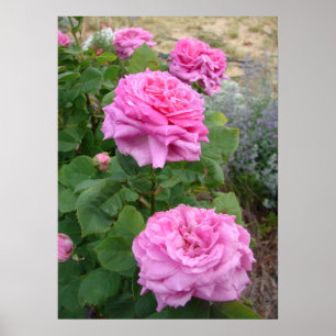 Rosa ros blommor blomster trädgård John Hopper Poster
