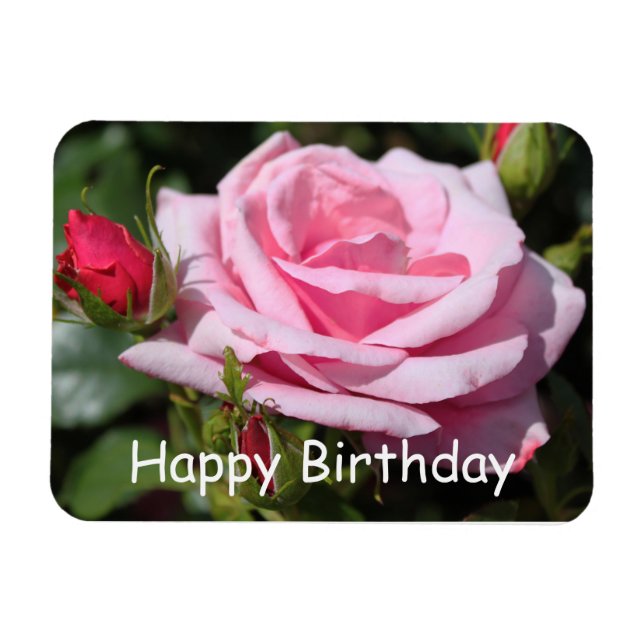 rosa ros blommor grattis på födelsedagen, kärlek,  magnet (Horisontell)