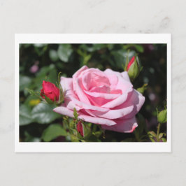 rosa ros blommor grattis på födelsedagen, kärlek, vykort