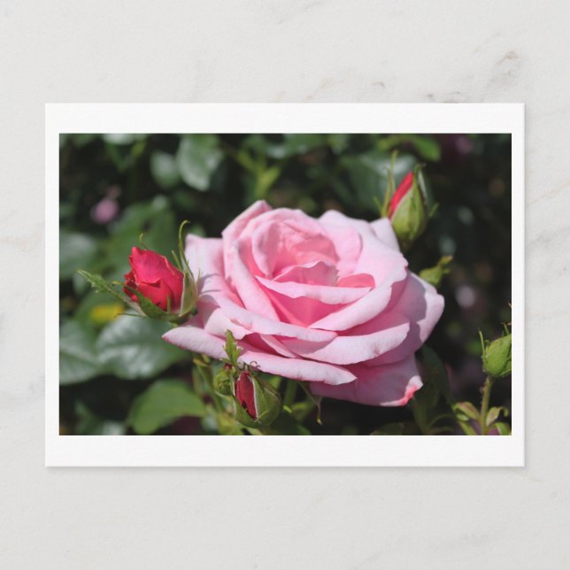 rosa ros blommor grattis på födelsedagen, kärlek,  vykort (Framsida)