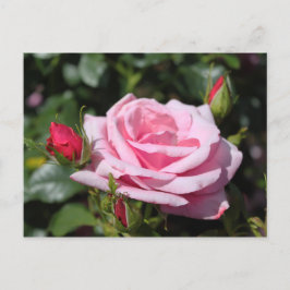 rosa ros blommor grattis på födelsedagen, kärlek, vykort