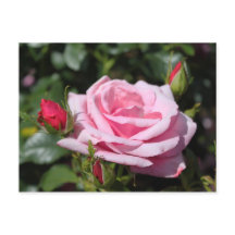 rosa ros blommor grattis på födelsedagen, kärlek, 