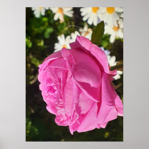 Rosa ros blommor trädgård L'Ouche kål Poster