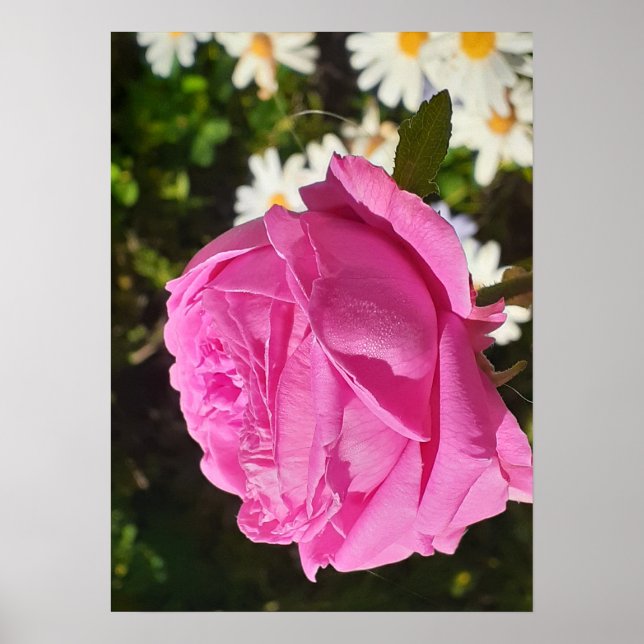 Rosa ros blommor trädgård L'Ouche kål Poster (Framsidan)