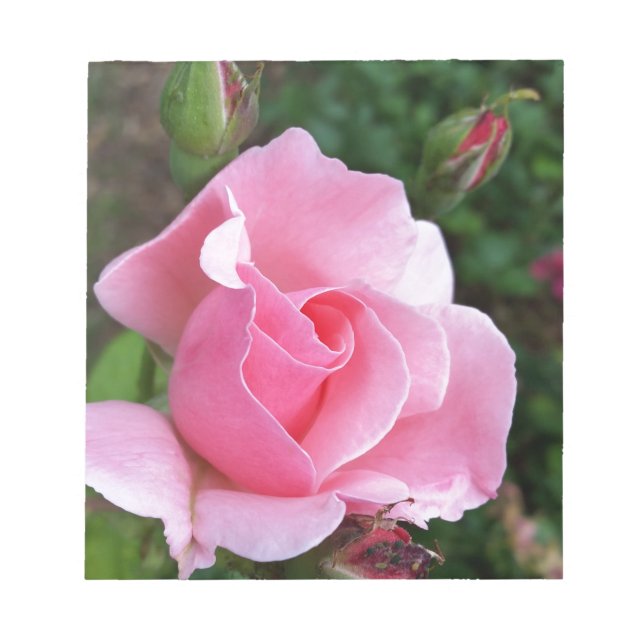 rosa ros blomning anteckningsblock (Framsida)