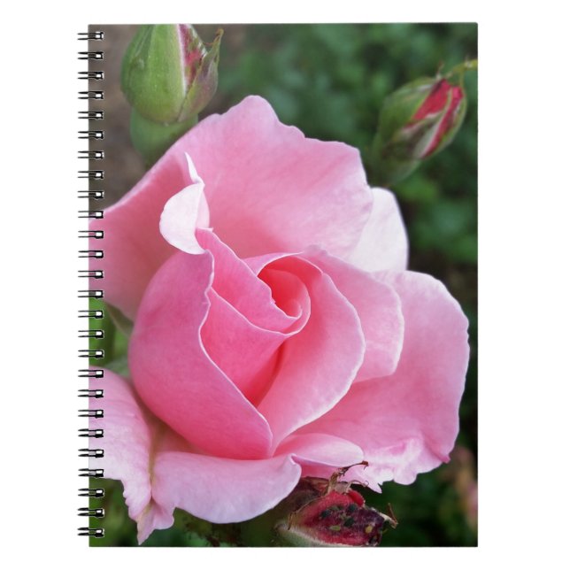 rosa ros blomning anteckningsbok med spiral (Framsidan)
