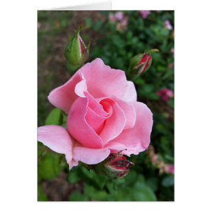 rosa ros blomning hälsningskort