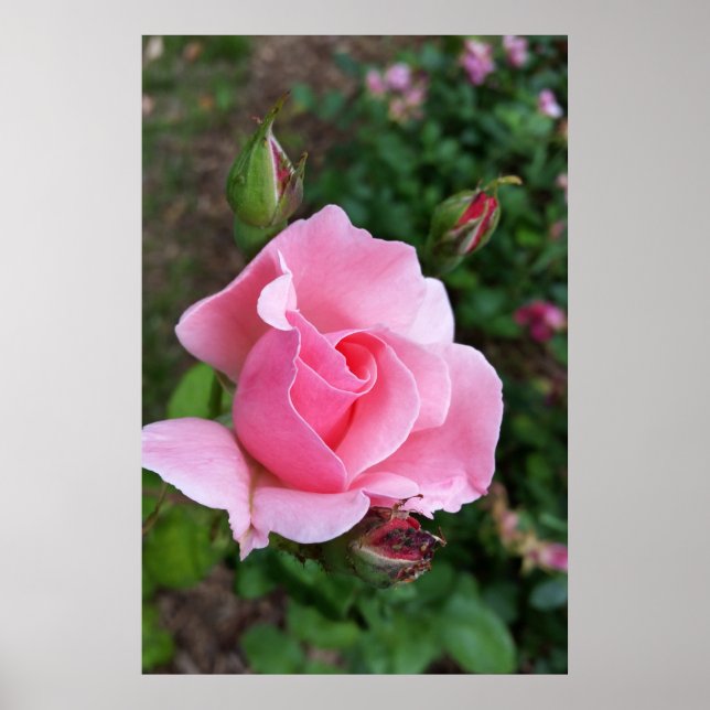rosa ros blomning poster (Framsidan)
