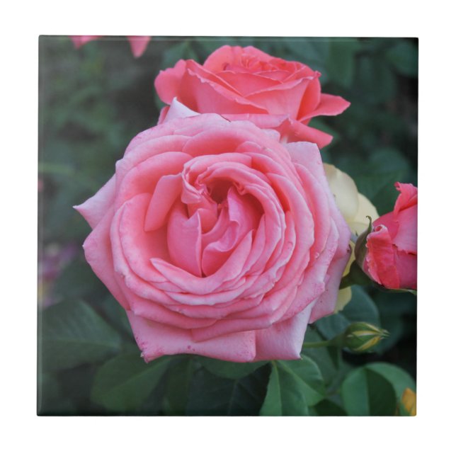Rosa ros Bloom Ceramic Tile Kakelplatta (Framsidan)