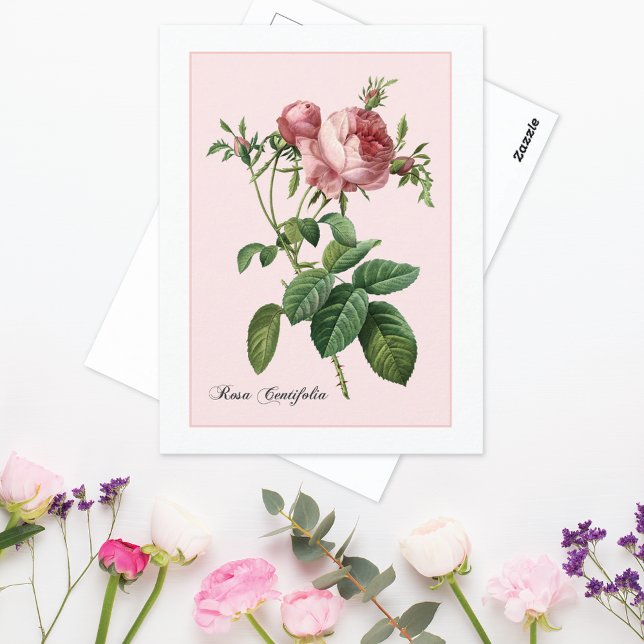 Rosa ros Botanical Redoute Vykort (Skapare uppladdad)